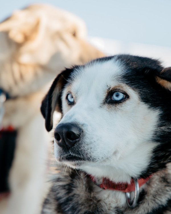 Husky Safari