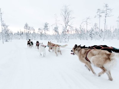 2.5km Self-Drıven Husky Tour