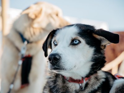 2.5km Self-Drıven Husky Tour